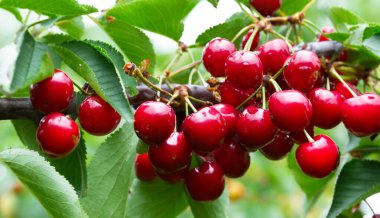 Bahçedeki bir ağacın üzerinde olgun kırmızı kiraz dalları. Bahçedeki ağaçta olgun kırmızı kirazlar.