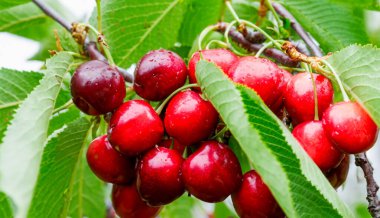 Bahçedeki bir ağacın üzerinde olgun kırmızı kiraz dalları. Bahçedeki ağaçta olgun kırmızı kirazlar.