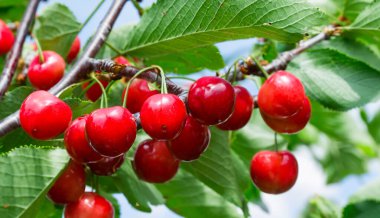 Bahçedeki bir ağacın üzerinde olgun kırmızı kiraz dalları. Bahçedeki ağaçta olgun kırmızı kirazlar.