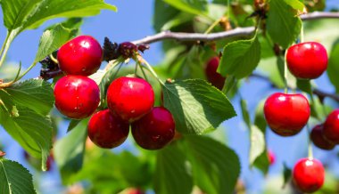 Bahçedeki bir ağacın üzerinde olgun kırmızı kiraz dalları. Bahçedeki ağaçta olgun kırmızı kirazlar.