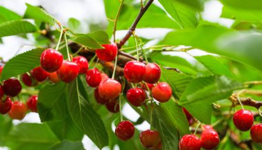 Bahçedeki bir ağacın üzerinde olgun kırmızı kiraz dalları. Bahçedeki ağaçta olgun kırmızı kirazlar.