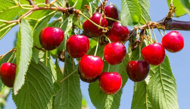 Bahçedeki bir ağacın üzerinde olgun kırmızı kiraz dalları. Bahçedeki ağaçta olgun kırmızı kirazlar.