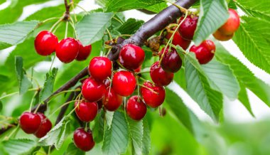 Bahçedeki bir ağacın üzerinde olgun kırmızı kiraz dalları. Bahçedeki ağaçta olgun kırmızı kirazlar.