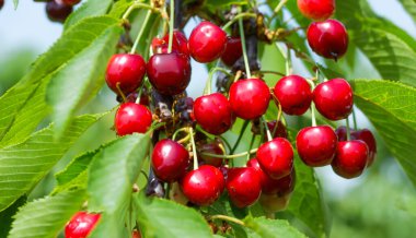 Bahçedeki bir ağacın üzerinde olgun kırmızı kiraz dalları. Bahçedeki ağaçta olgun kırmızı kirazlar.