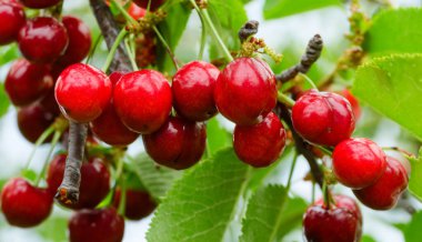 Bahçedeki bir ağacın üzerinde olgun kırmızı kiraz dalları. Bahçedeki ağaçta olgun kırmızı kirazlar.