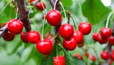 Bahçedeki bir ağacın üzerinde olgun kırmızı kiraz dalları. Bahçedeki ağaçta olgun kırmızı kirazlar.