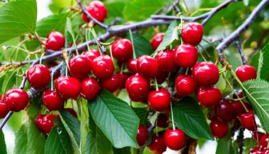 Bahçedeki bir ağacın üzerinde olgun kırmızı kiraz dalları. Bahçedeki ağaçta olgun kırmızı kirazlar.
