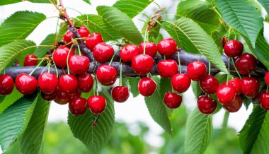 Bahçedeki bir ağacın üzerinde olgun kırmızı kiraz dalları. Bahçedeki ağaçta olgun kırmızı kirazlar.