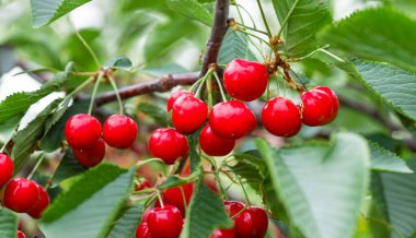 Bahçedeki bir ağacın üzerinde olgun kırmızı kiraz dalları. Bahçedeki ağaçta olgun kırmızı kirazlar.