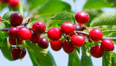 Bahçedeki bir ağacın üzerinde olgun kırmızı kiraz dalları. Bahçedeki ağaçta olgun kırmızı kirazlar.