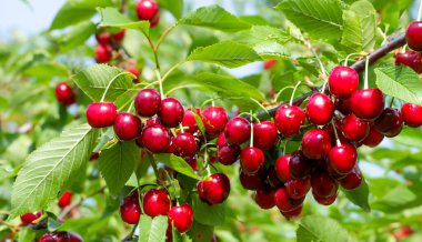 Bahçedeki bir ağacın üzerinde olgun kırmızı kiraz dalları. Bahçedeki ağaçta olgun kırmızı kirazlar.