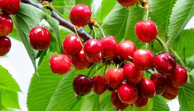 Bahçedeki bir ağacın üzerinde olgun kırmızı kiraz dalları. Bahçedeki ağaçta olgun kırmızı kirazlar.