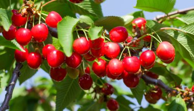 Bahçedeki bir ağacın üzerinde olgun kırmızı kiraz dalları. Bahçedeki ağaçta olgun kırmızı kirazlar.
