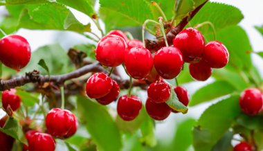 Bahçedeki bir ağacın üzerinde olgun kırmızı kiraz dalları. Bahçedeki ağaçta olgun kırmızı kirazlar.