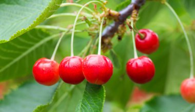 Bahçedeki bir ağacın üzerinde olgun kırmızı kiraz dalları. Bahçedeki ağaçta olgun kırmızı kirazlar.