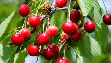 Bahçedeki bir ağacın üzerinde olgun kırmızı kiraz dalları. Bahçedeki ağaçta olgun kırmızı kirazlar.