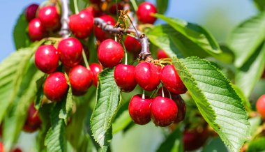 Bahçedeki bir ağacın üzerinde olgun kırmızı kiraz dalları. Bahçedeki ağaçta olgun kırmızı kirazlar.