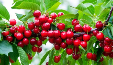Bahçedeki bir ağacın üzerinde olgun kırmızı kiraz dalları. Bahçedeki ağaçta olgun kırmızı kirazlar.