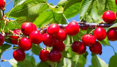 Bahçedeki bir ağacın üzerinde olgun kırmızı kiraz dalları. Bahçedeki ağaçta olgun kırmızı kirazlar.