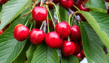 Bahçedeki bir ağacın üzerinde olgun kırmızı kiraz dalları. Bahçedeki ağaçta olgun kırmızı kirazlar.