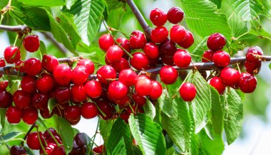 Bahçedeki bir ağacın üzerinde olgun kırmızı kiraz dalları. Bahçedeki ağaçta olgun kırmızı kirazlar.