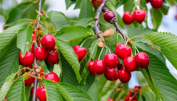 Ветвь спелой красной вишни на дереве в саду. Спелые красные вишни на дереве в саду.
