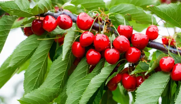 Bahçedeki bir ağacın üzerinde olgun kırmızı kiraz dalları. Bahçedeki ağaçta olgun kırmızı kirazlar.