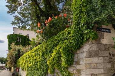 Passau, Aşağı Bavyera - DE 6 Haziran 2023 Innpromenade 'de güzel bir sarmaşık ve çiçek kaplı duvar. Inn Nehri kıyısındaki huzurlu yürüyüş yolu ve tarihi Passau.