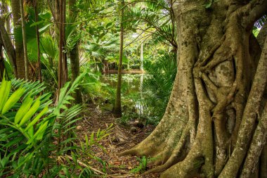 Fort Lauderdale, FL - ABD - 7 Şubat 2024 'te Bonnet House Slough yakınlarındaki ağaç ve sarmaşıkların manzarası, tarihi Bonnet House müzesi ve bahçeleri saran bir tatlı su bataklığı.