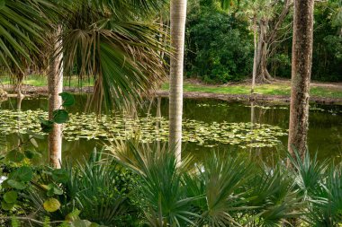 Fort Lauderdale, FL - ABD - 7 Şubat 2024 Bonnet House Slough manzarası, tarihi Bonnet House müzesi ve bahçesinde sarmal bir tatlı su bataklığı.