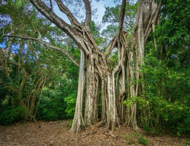 Fort Lauderdale, FL - ABD - 7 Şubat 2024 The Strangler Fig at Bonnet House Gardens, doğanın adaptasyonunun muhteşem bir örneği. Banyan ağacının etrafını saran köklerden ve üzümlerden oluşan karmaşık bir ağ..