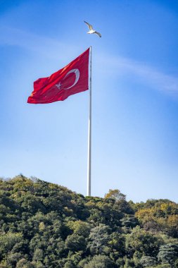 İstanbul, TR - 23 Ekim 2024 Kırmızı zemin, beyaz yıldız ve hilal dalgaları ile büyük bir Türk bayrağı yeşil, ormanlık bir tepenin üstünde, üzerinde bir martı dalgalanıyor..