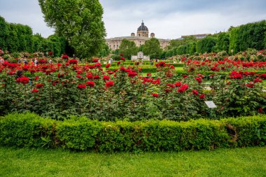 Viyana, AT - 9 Haziran 2023 The Rosengarten in the Volksgarten in in the Viyana, canlı kırmızı güllerini sergiliyor. Yeşillik ve tarihi mimari büyüleyici bir manzara yaratır..