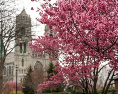 Newark, NJ - ABD - 30 Mart 2025 'te Kiraz çiçekleri tam çiçek çerçeveli Kutsal Kalp Katedrali Bazilikası, nefes kesen bir bahar sahnesinde canlı pembe renkleri muhteşem Gotik mimariyle harmanlıyor.
