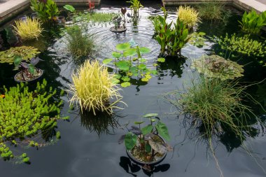 Yonkers, New York - ABD - 8 Haziran 2025 Nilüfer ve sazlıklar Untermyer Bahçesi 'ndeki sakin bir gölette yüzer ve bu huzurlu su manzarasını çevreleyen yemyeşil yemyeşil suları yansıtır..