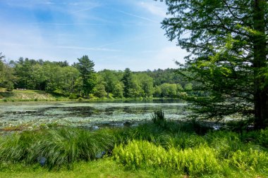 Millbrook, New York - ABD 13 Haziran 2025 'te Innisfree Garden' daki Tyrrell Gölü, ağaçlar ve kayalık çıkıntılarla çevrili parlak gökyüzünün altında parıldayan zambaklarla doğada barışçıl ve resimsel bir geri çekilme sunuyor..