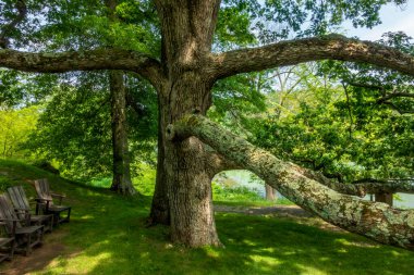 Millbrook, New York - ABD 13 Haziran 2025 Kalın dalları olan büyük bir ağaç Innisfree Garden 'da dimdik duruyor, yemyeşil ve ahşap sandalyelerle çevrili yumuşak, çimenli çimlerde huzur içinde dinleniyor.