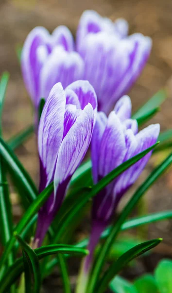 Purple Crocus Flowers Spring Harvest Collection Season — Stock Photo, Image