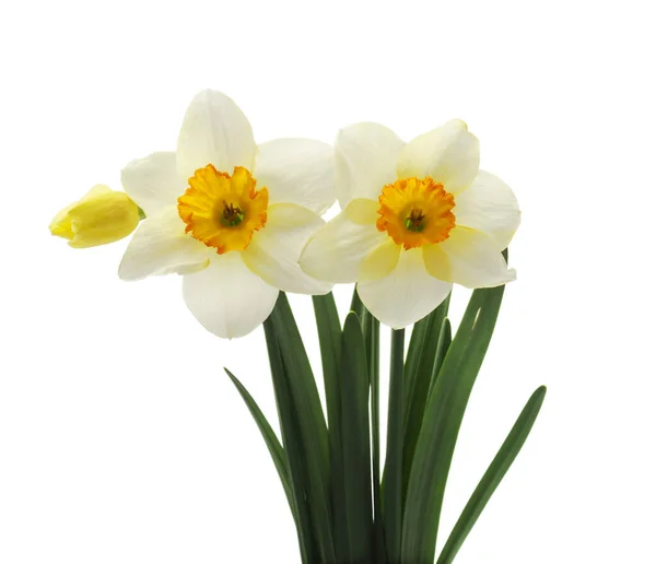 Jarní Květinové Hranice Krásné Čerstvé Narcisy Květiny Izolované Bílém Pozadí — Stock fotografie