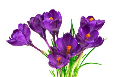 Beyaz arka planda - taze bahar çiçekleri güzel Çiğdem. (seçici odak)