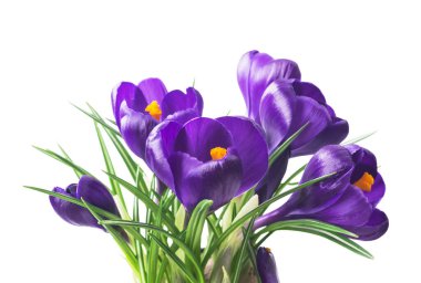 Beyaz arka planda - taze bahar çiçekleri güzel Çiğdem. (seçici odak)