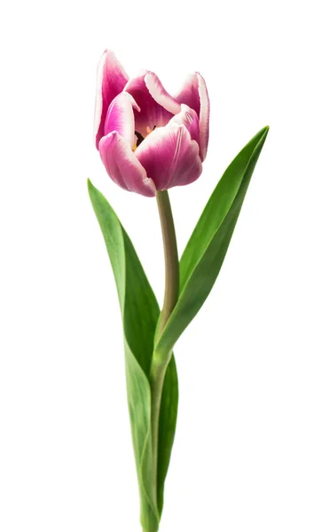 Tulipanes Morados Aislados Sobre Fondo Blanco — Foto de Stock