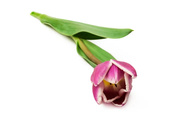 Purple Tulips Isolated White Background — Stock Photo, Image