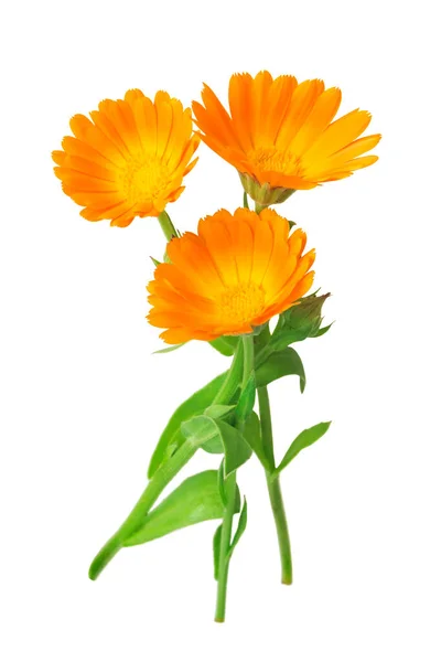 Calendula Marigold Květiny Listy Izolované Bílém — Stock fotografie