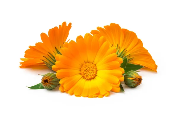 Calendula Marigold Blommor Med Blad Isolerade Vitt — Stockfoto