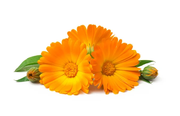 Napendula Marigold Virágok Fehér Alapon Izolált Levelekkel — Stock Fotó