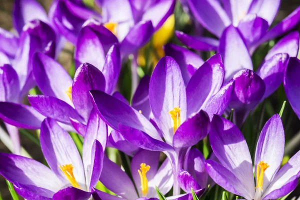 Purple crocus flowers in spring.  Harvest collection season.  Selective focus