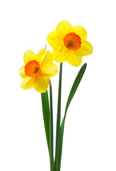 Lente Bloemenborder Mooie Verse Narcissen Bloemen Geïsoleerd Witte Achtergrond Selectieve — Stockfoto