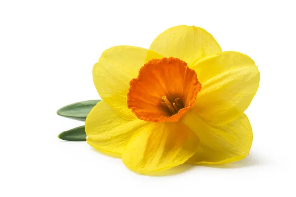 Gele Narcis Geïsoleerd Een Witte Achtergrond — Stockfoto