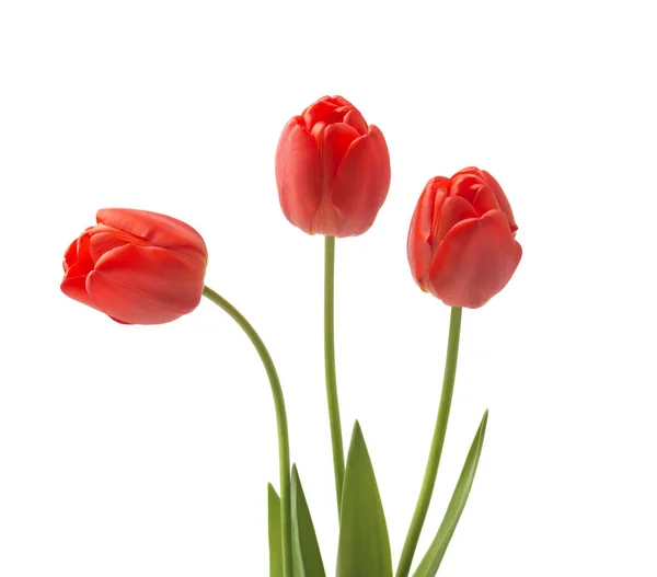 赤いチューリップの花束 春の新鮮な花 母の日 バレンタインや結婚式のグリーティング カードのモックアップ — ストック写真